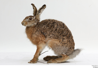 Hare  1 whole body 0009.jpg